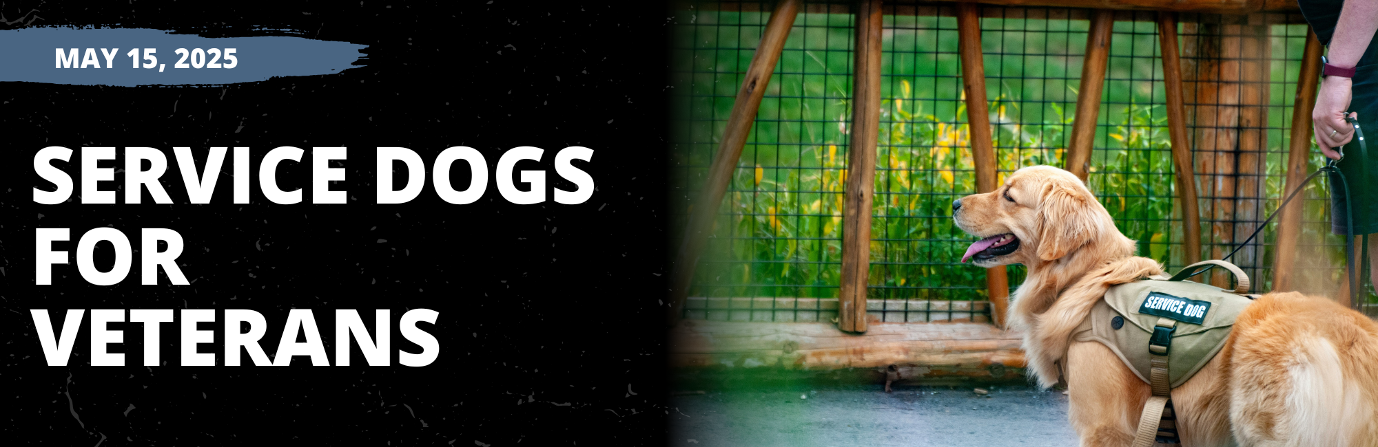 MGS Service Dogs 05-15-2025 UNSPLASH